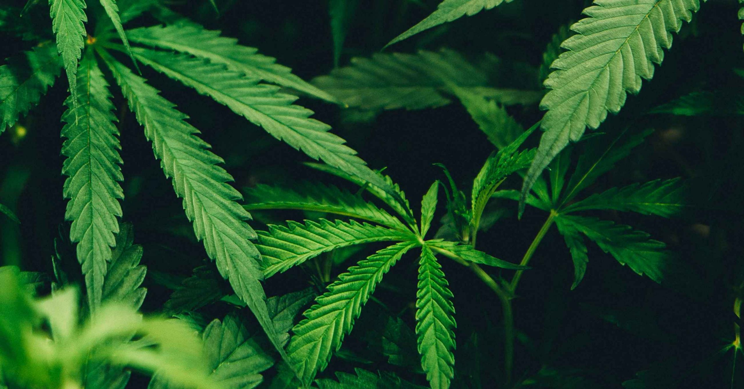 DPR Nilai Kemanfaatan Ganja Untuk Medis Perlu Diteliti