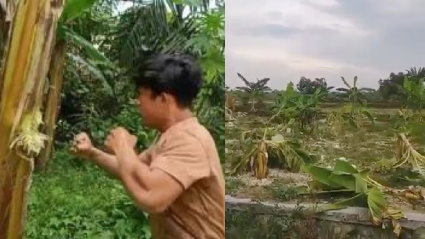 Tren 'Salam dari Binjai' Ditiru Gerombolan Bocah, Memicu Rusaknya Kebun Pisang Warga