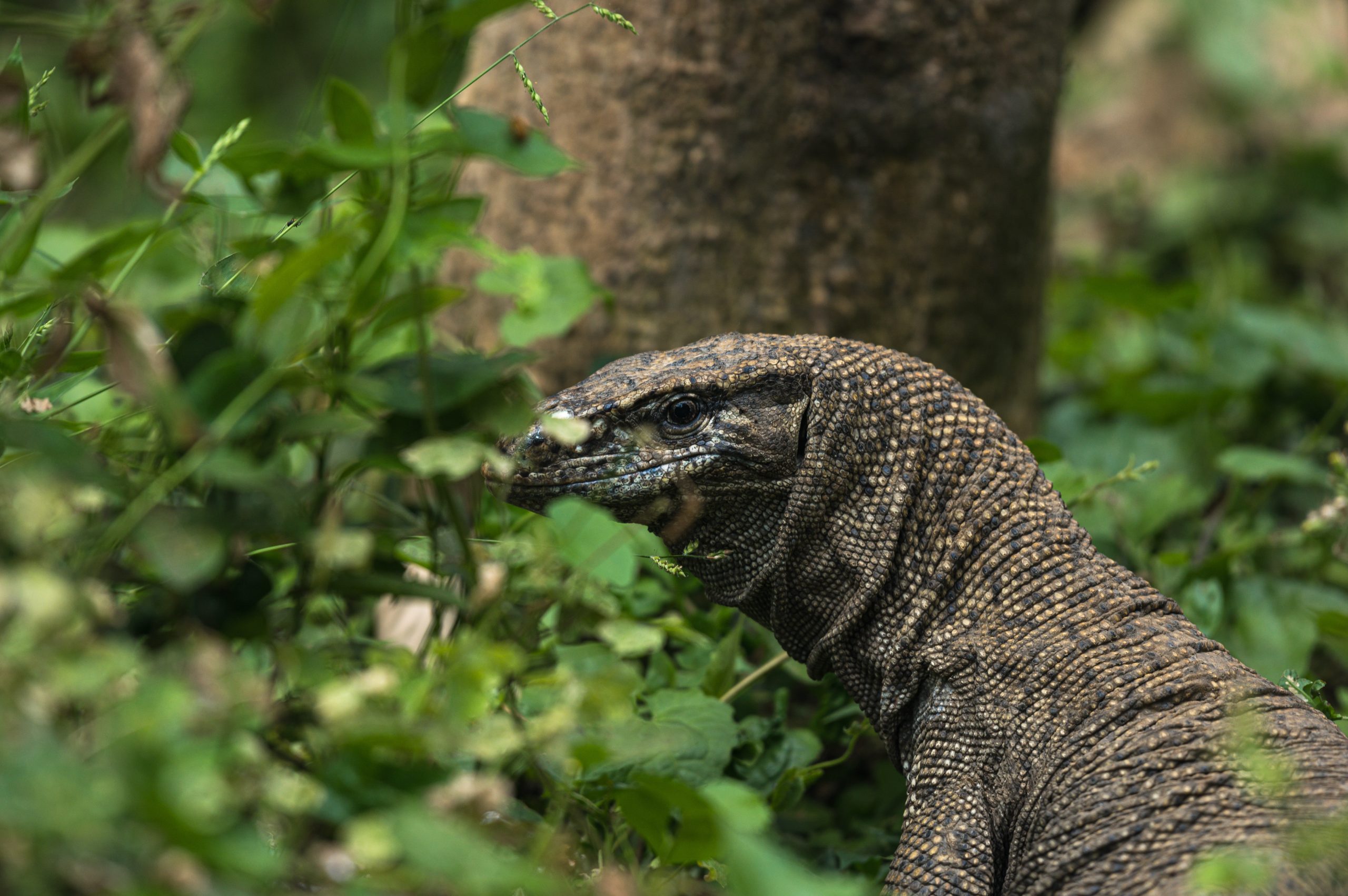 Nekat Perkosa Biawak, Empat Lelaki India Ditangkap Polisi