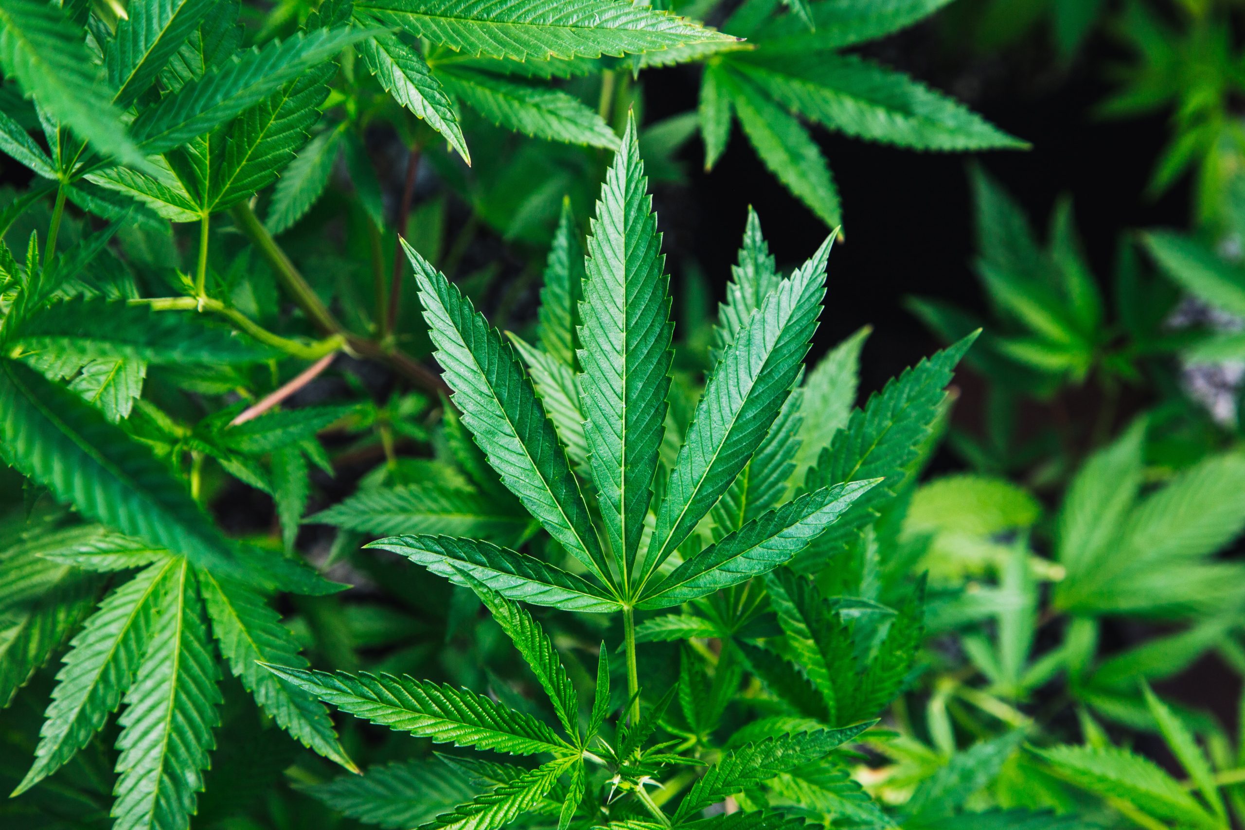 Asal-Usul Munculnya Istilah 420, yang Lekat dengan Advokasi Mariyuana
