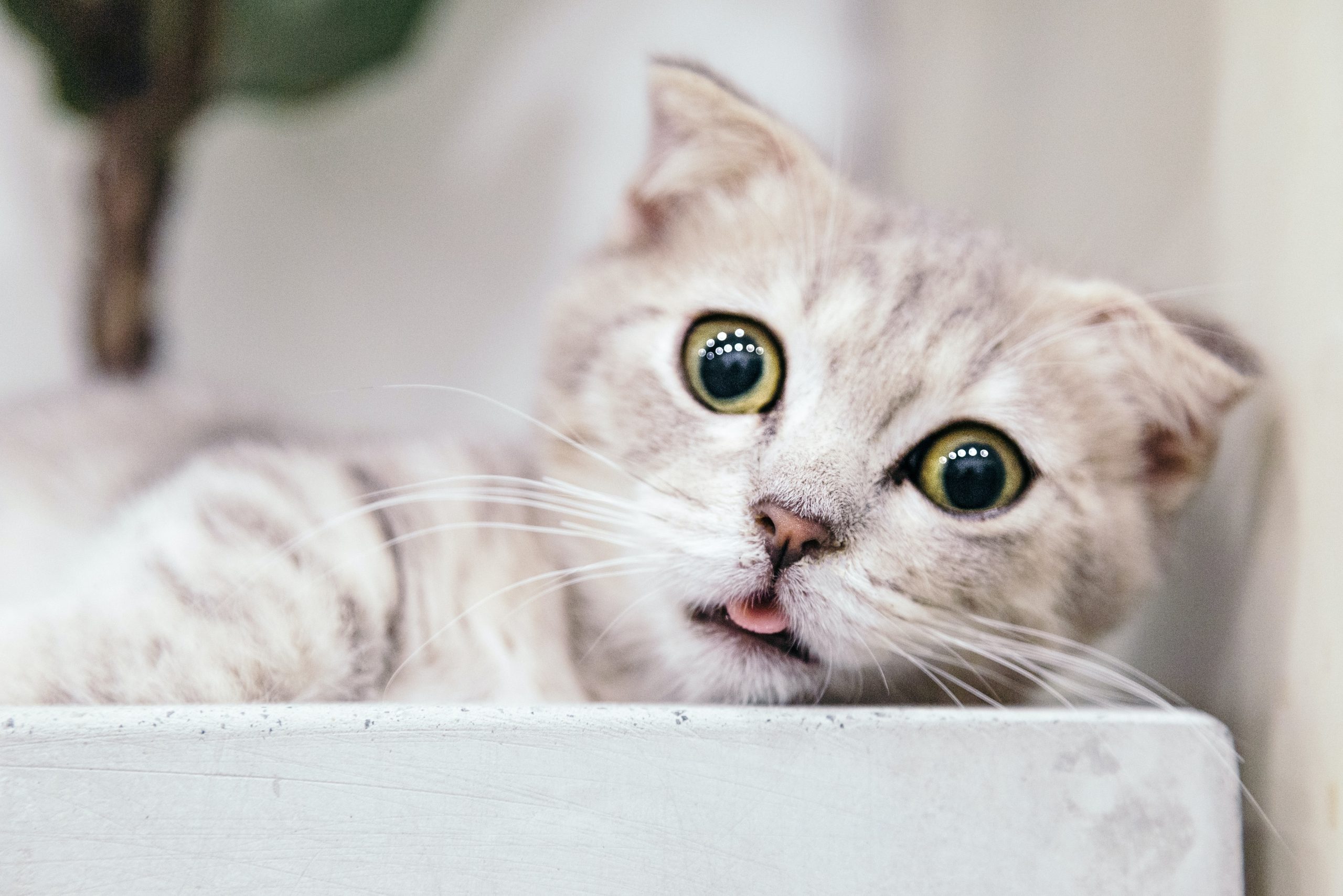 Kucing Peliharaan Kalian Nakalnya Ga Ketulungan? Mungkin Ini Penyebabnya