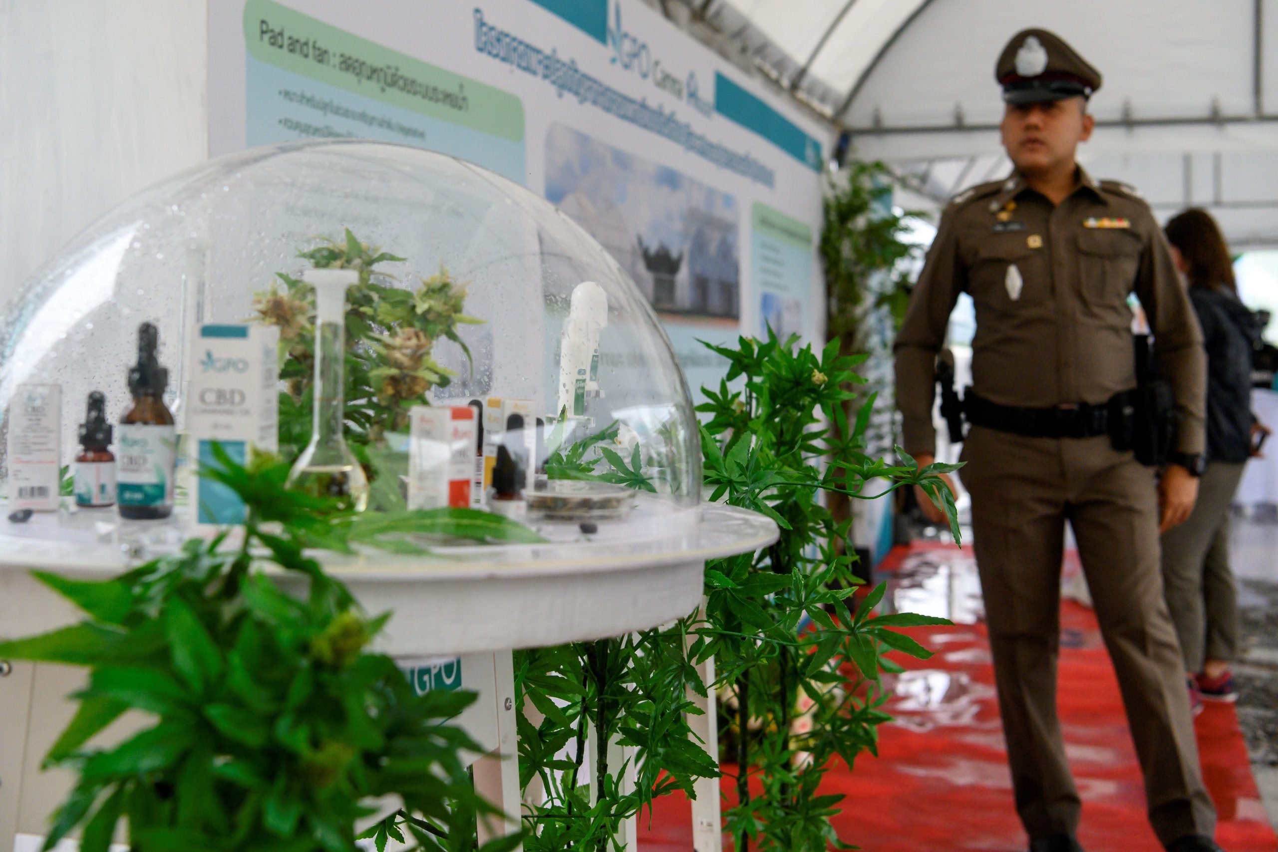 Polisi Bisa Dinonaktifkan Jika Tangkap Warga yang Tanam Ganja