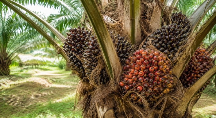 Harga Tandan Buah Segar Kelapa Sawit di Kaltim Kembali Naik