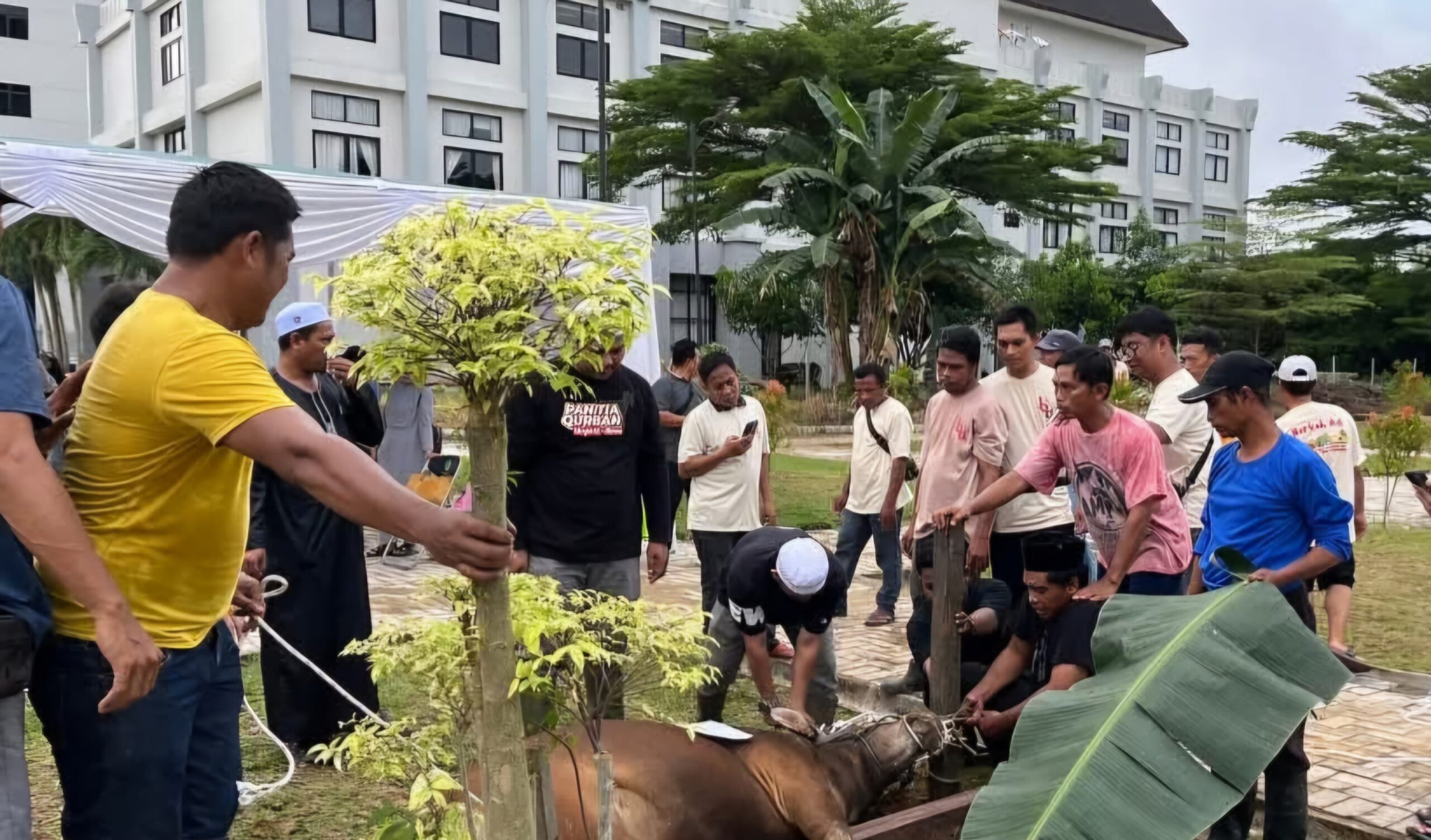 Sekretariat DPRD Kaltim Tingkatkan Jumlah Hewan Kurban di Idul Adha 1446 H, Wujudkan Semangat Berbagi