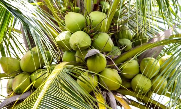 Sapto Dorong Hilirisasi Komoditas Kelapa: Jangan Hanya Jual Mentah, Bangun Industri Lokal di Kaltim