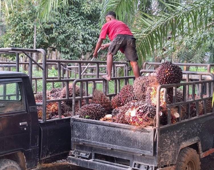 Harga Sawit Terus Tergerus di Kaltim, Petani Kian Terjepit