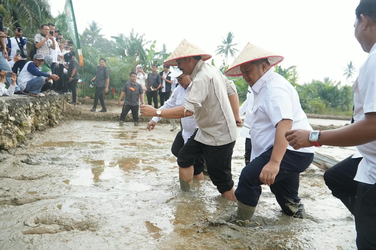 3.500 Hektare Sawah di Penajam Ditargetkan Dongkrak Produksi Padi