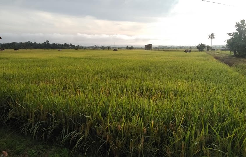 Disketapang Kukar Gandeng Kampus Kembangkan Inovasi di Dua Kawasan Pertanian Terpadu