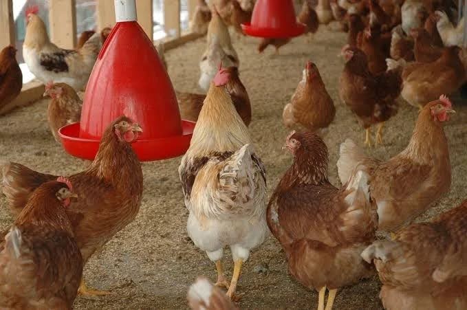 Efisiensi Anggaran Pangkas Volume Pembangunan Kandang Peternak di Kukar