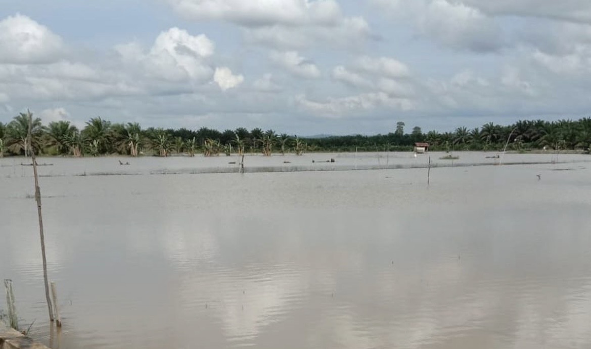 18 Hektare Sawah di Rantau Pulung Terendam, Petani Harap Normalisasi Sungai