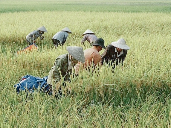 Kaltim Siaga Krisis Pangan, 506 Ton Beras Disiapkan! Ini Daerah yang Paling Rentan