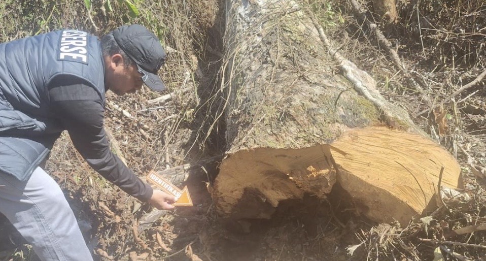 Bikin Ngerik! Warga Bengalon Kutai Timur Tewas Tertindih Ulin saat Menebang Pohon