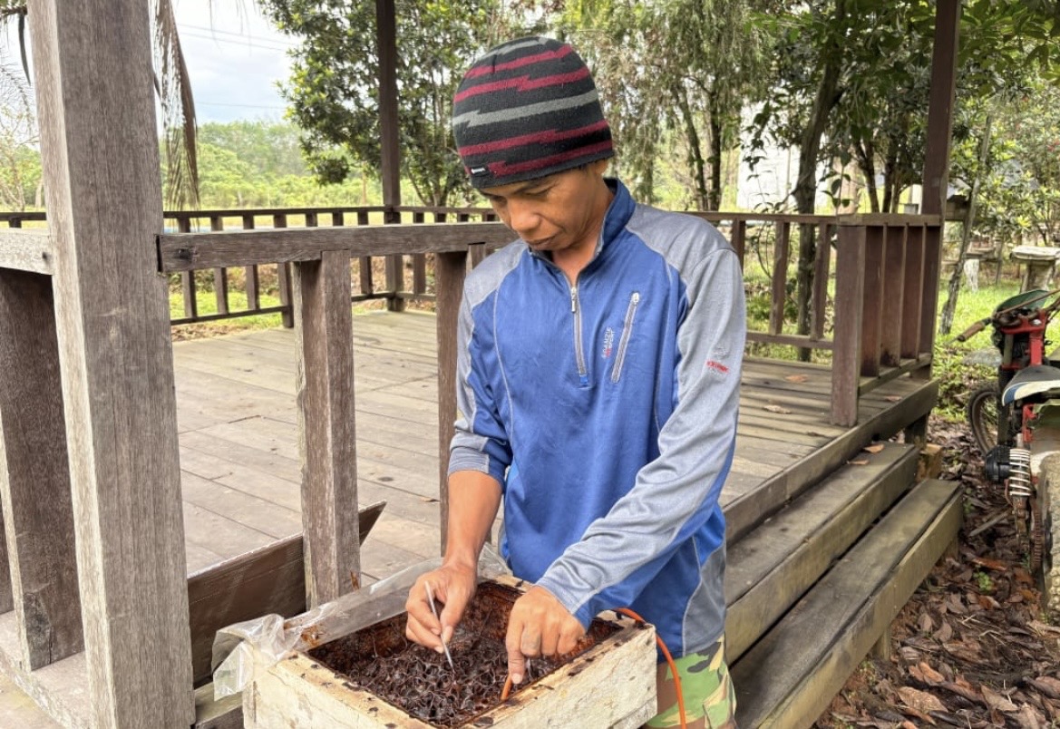 Bertahan dari Gangguan Beruang, Usaha Madu Kelulut di Sangatta Selatan Kian Berkembang