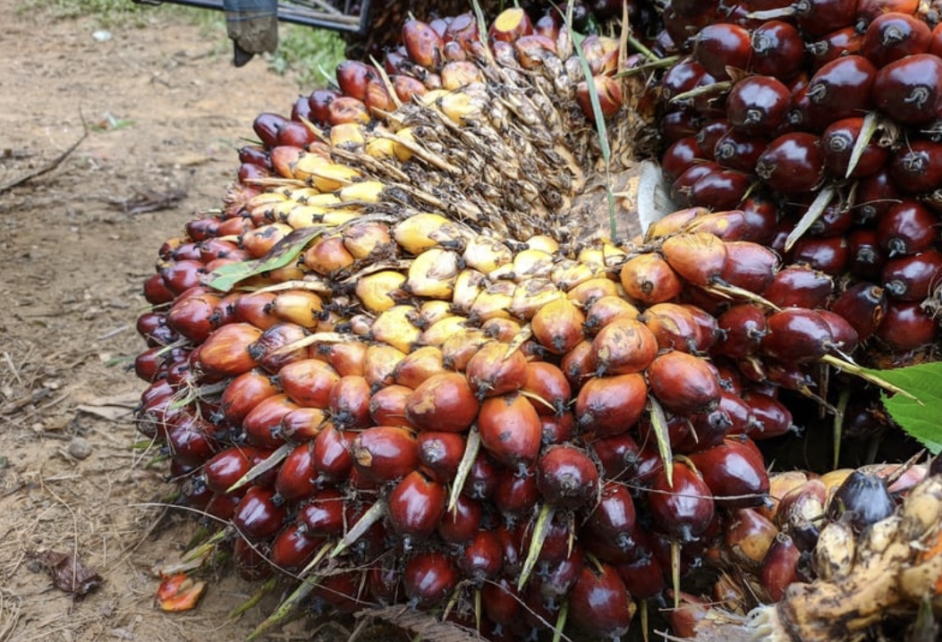 Harga TBS Kelapa Sawit di Kalimantan Timur Turun Lagi