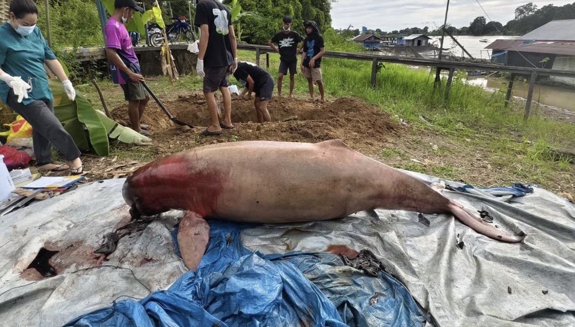 Pesut Mahakam Bernama Lion Ditemukan Mati di Perairan Kota Bangun