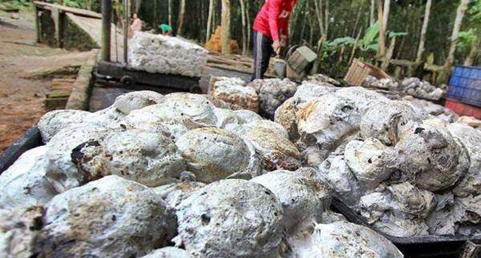 DPM-PTSP Sebut Potensi Pabrik Pengepakan Karet di Bontang Lestari