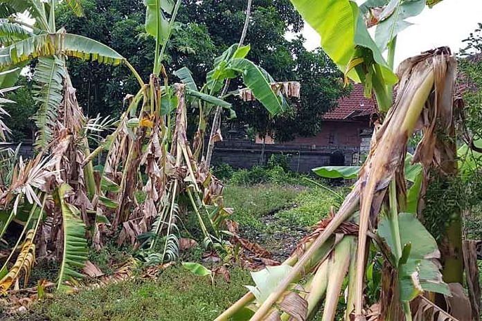 Jatuh Tertimpa Pohon Pisang, Pekerja Kebun Ini Gugat Majikan Rp5,2 Miliar dan Dikabulkan Pengadilan