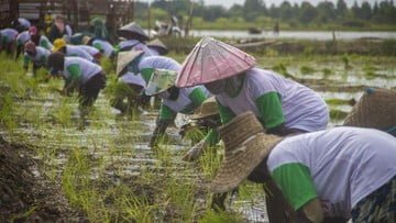 Petani Penerima Subsidi Pupuk Akan Dibatasi
