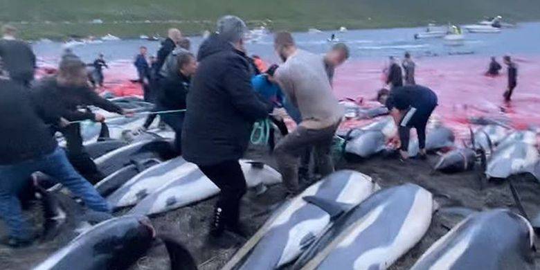 Tradisi Berburu Lumba-Lumba di Faroe yang Jadi Sorotan Dunia..
